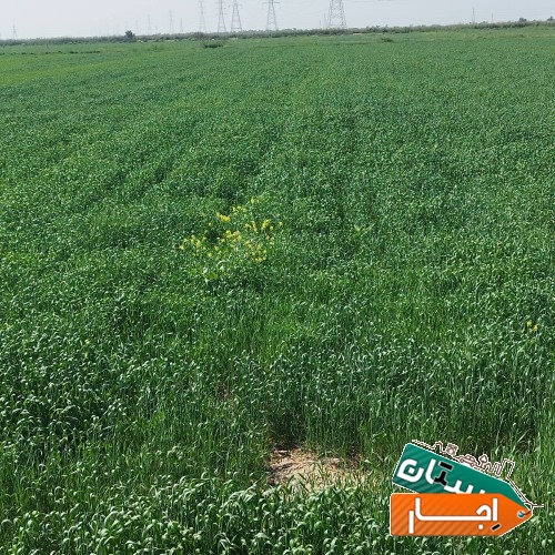 تصویر ۳