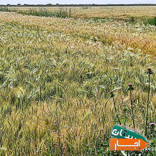 تصویر ۲
