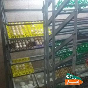اجاره دستگاه جوجه کشی کرایه ای باظرفیت دوازده هزار