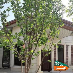 ویلا باغ اجاره‌ای 1000متری استخر دار فول امکانات با شرایط مناسب