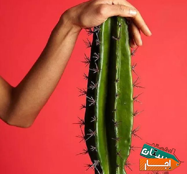 اجاره رنت دستگاه لیزر مو زائد