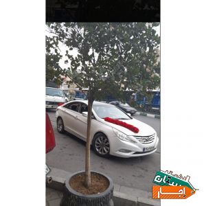 اجاره ماشین عروس سوناتا با گل ودسته گل