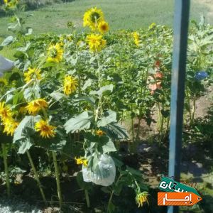 اجاره سوییت از خانه قدیمی 30 متر وحدت، مختاری شرایط آسان