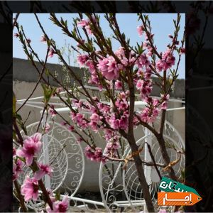 اجاره باغ ویلا