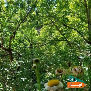 اجاره ویلا لواسان