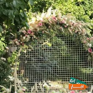 بادکنک ارایی گل ارایی اجاره باندنوراجاره باغ ویلا با بهترین شرایط