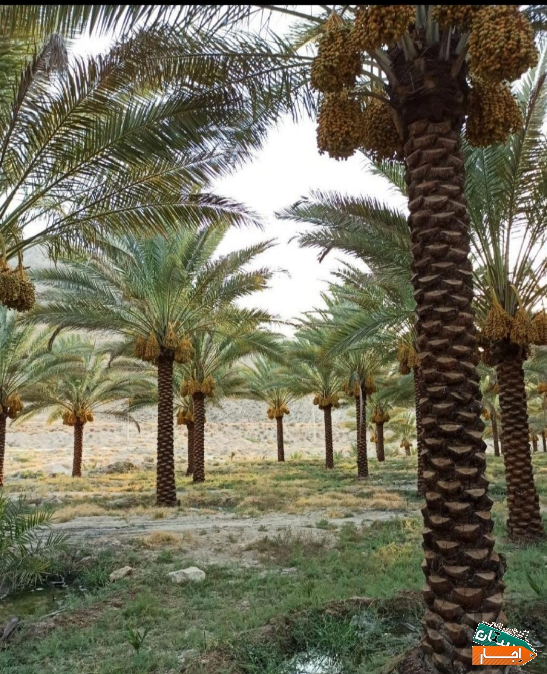 اجاره