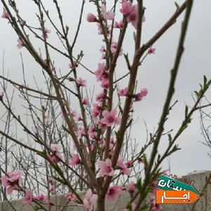 اجاره ویلا صفادشت