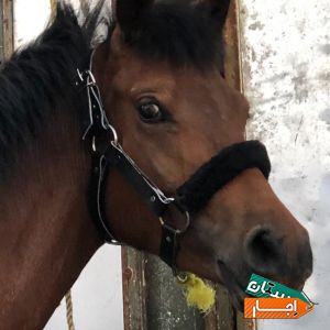 اجاره پانسیون اسب،نگهداری اسب،اجاره باکس، خریدو فروش وباشگاه سوارکاری در شهریار