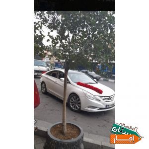 اجاره ماشین عروس سوناتا با گل ودسته گل