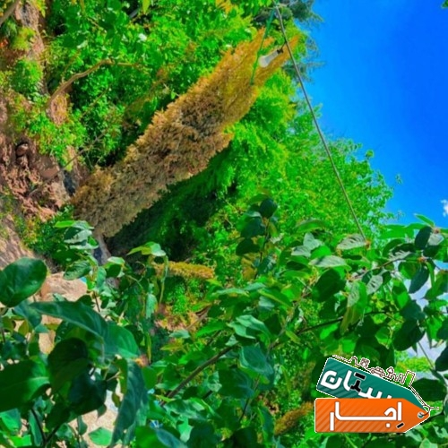 ویلا باغ اجاره روزانه