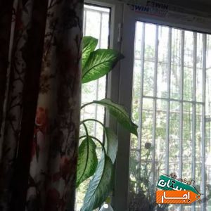 اجاره سوییت پنجاه.متری با بهترین قیمت