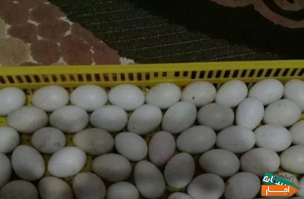 اجاره دستگاه جوجه کشی با ارزانترین قیمت در بندر انزلی