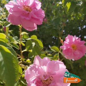 اجاره ویلا در منطقه کوهستانی کردان