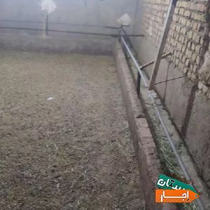 اجاره دامداری .کارگاه.سوله مناسب برای دام گوسفند با بهترین امکانات