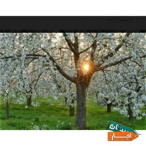 اجاره باغ بدون واسطه