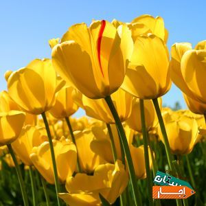 تایپیست هستم